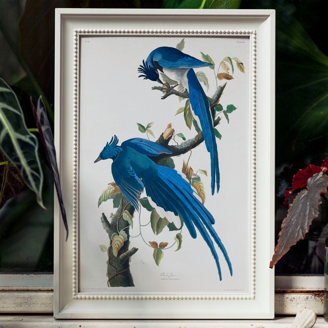 Columbia Jay Vintage Bird Drawing Art Print - Image 4