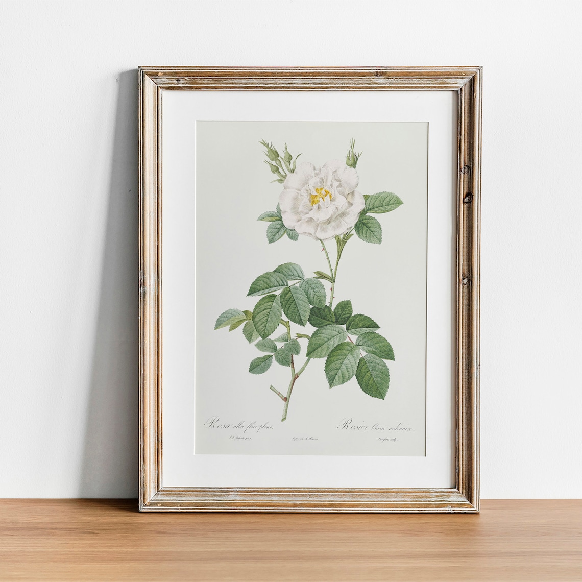 Vintage White Rose Botanical Art Print, Antique
