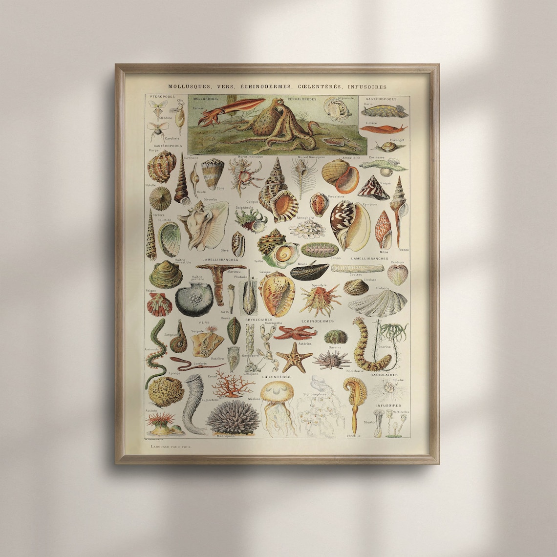 Adolphe Millot Mollusc Vintage Sea Life Poster