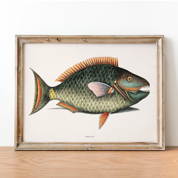 Parrot Fish Antique Print Illustration Vintage Poster Fishing Wall Art Decor Cute Fish Wall Art Big Fish Art Poster Coo227