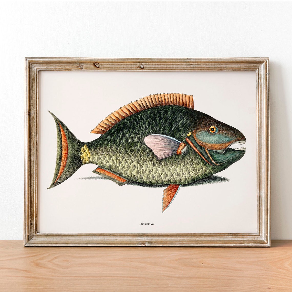 Antique Parrotfish Fish Engraving Vintage Tropical Aquarium Art Poster