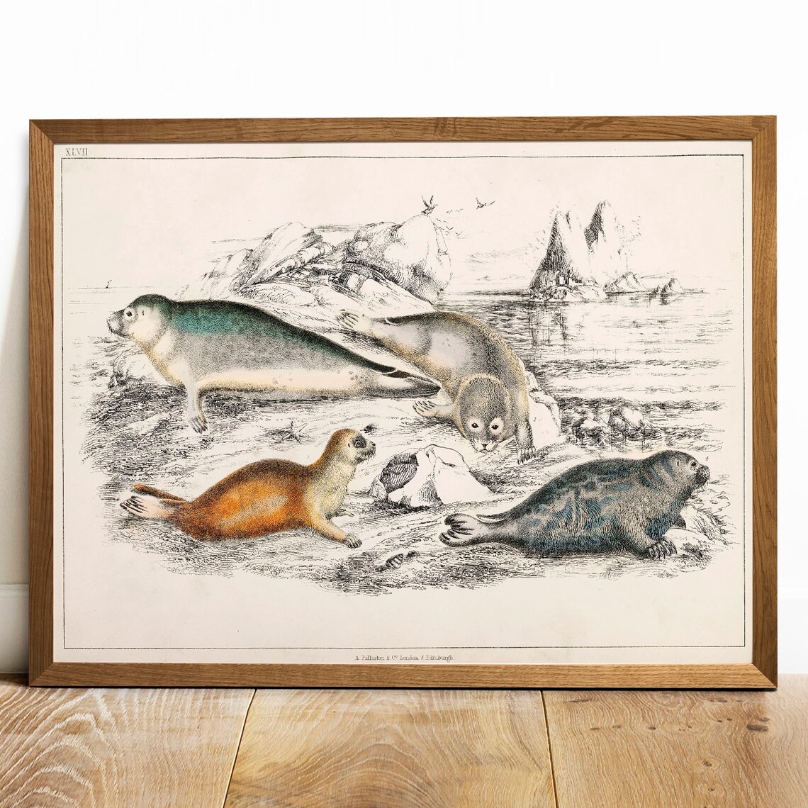 Seals Antique Animal Painting, Vintage Wall Art