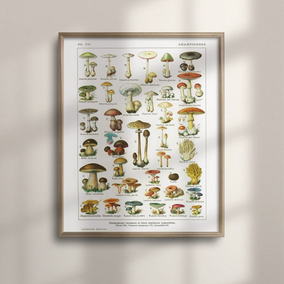 Vintage Botanical Mushroom Art, Kitchen Decor Print