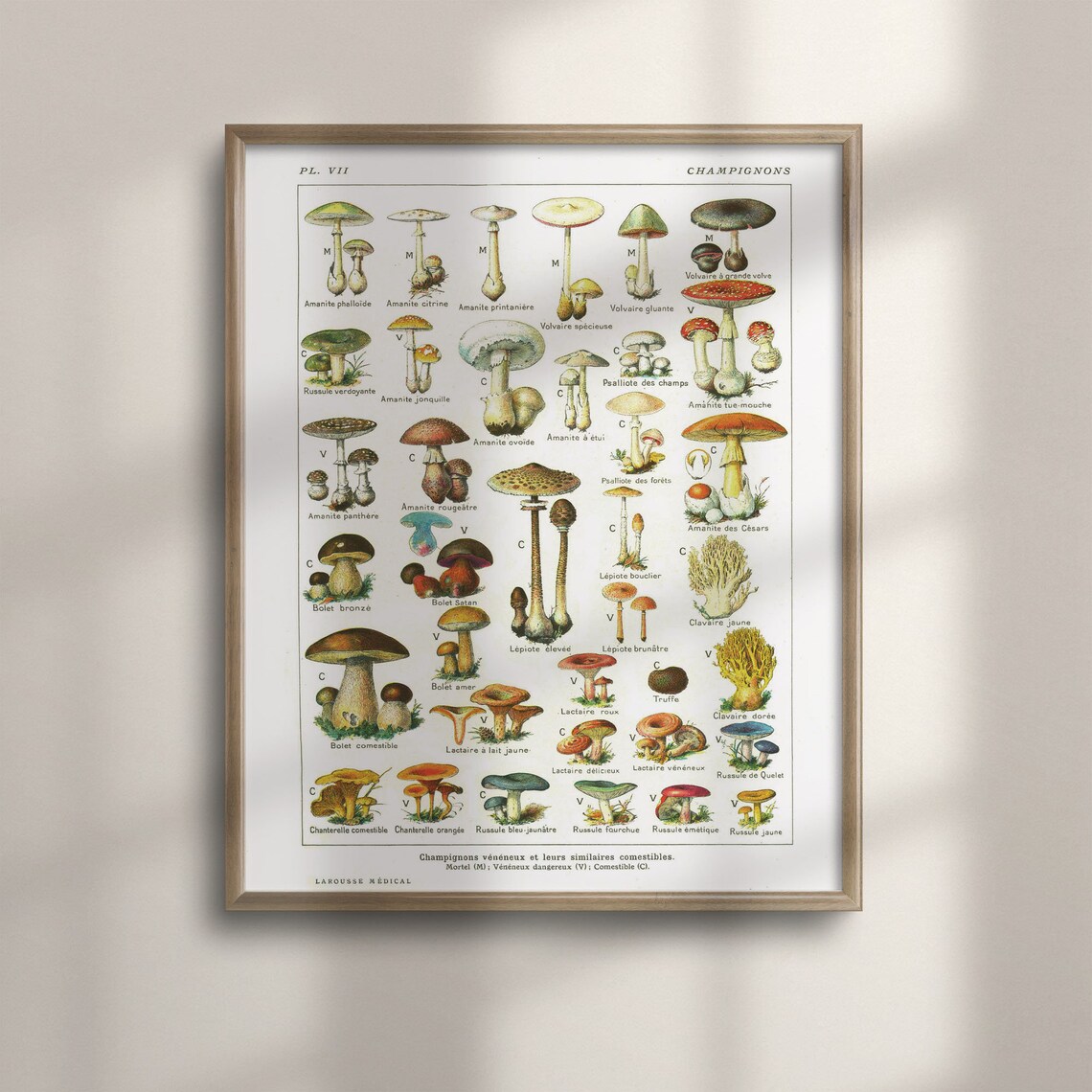 Vintage Botanical Mushroom Art, Kitchen Decor Print