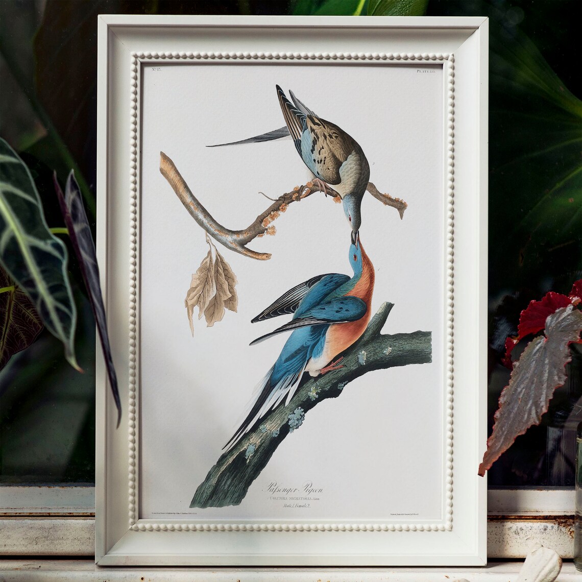 Passenger Pigeon Vintage Bird Illustration Art Print - Image 4
