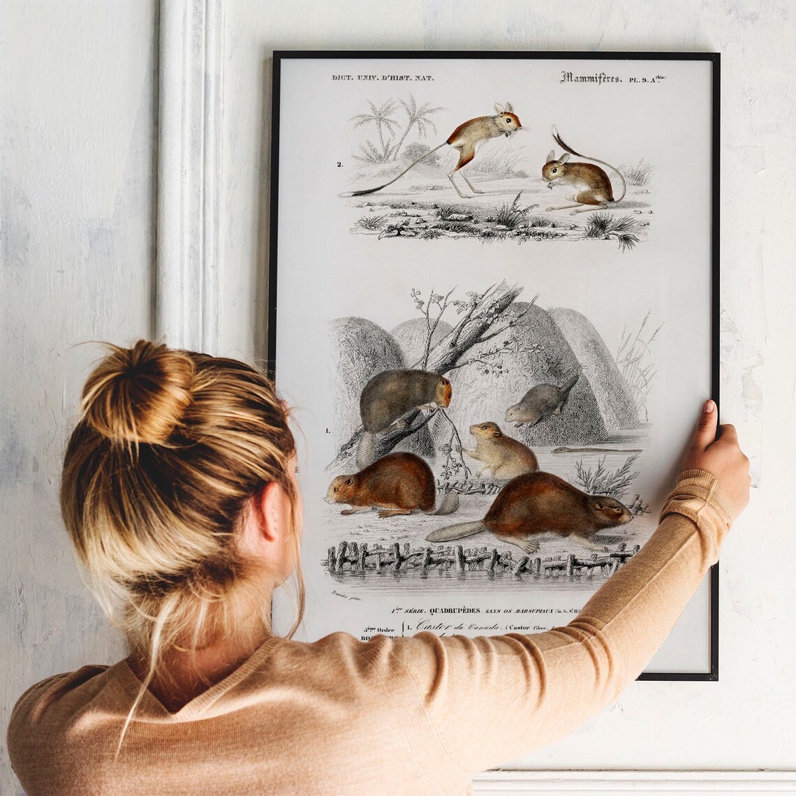 Beaver Antique Animal Print, Vintage Animal Drawing - Image 3