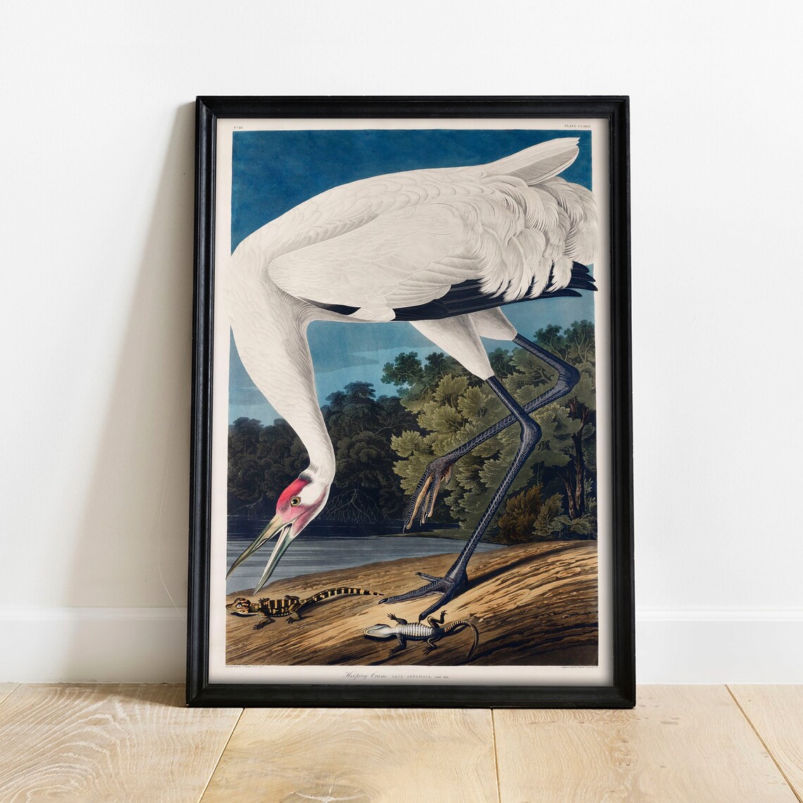 Crane Print, Vintage Bird Drawing Poster