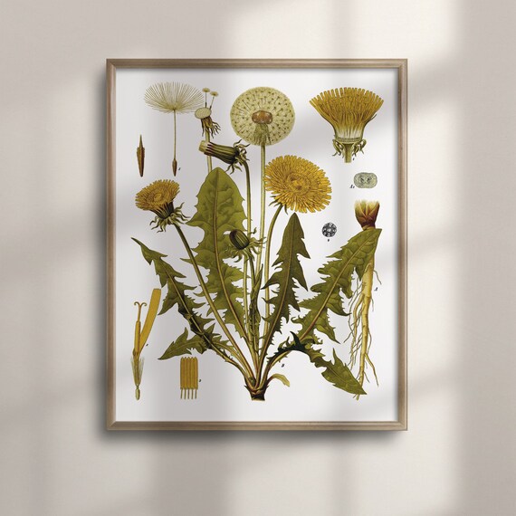 Antique Dandelion Botanical Engraving With Seeds And Roots Art Poster