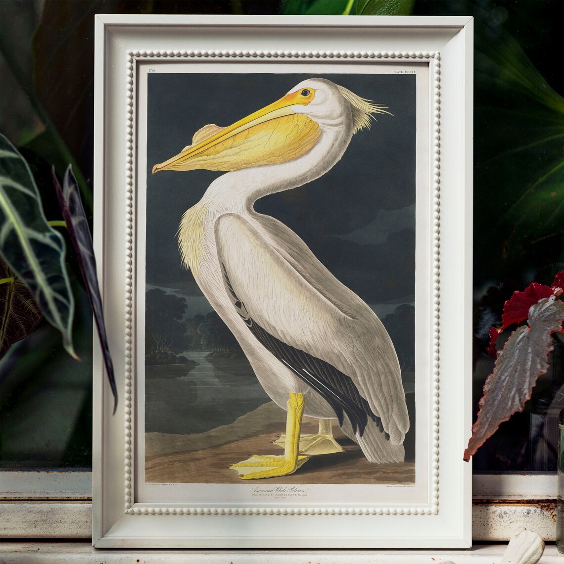 Pelican Antique Bird Painting Vintage Art Print - Image 3