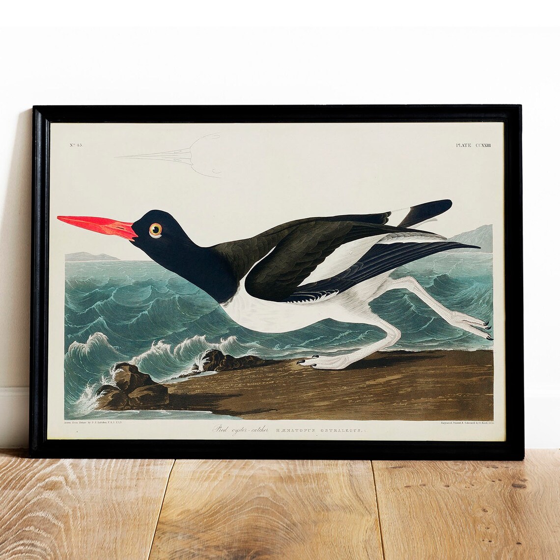 Oystercatcher Bird Antique Vintage Drawing Art Print
