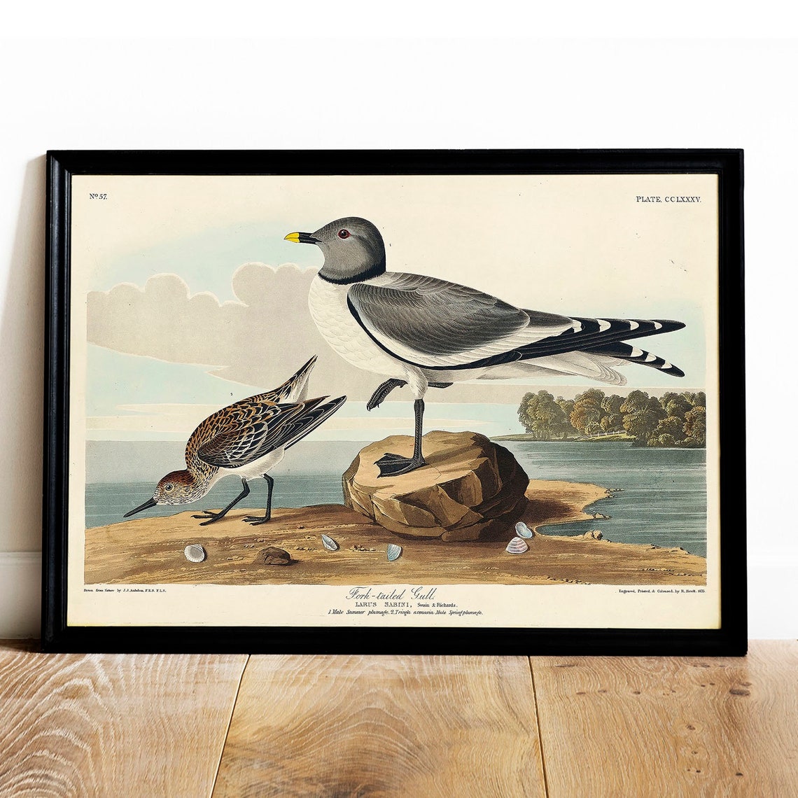 Audubon Fork Tailed Gull Seabirds Vintage Shore Bird Plate Poster