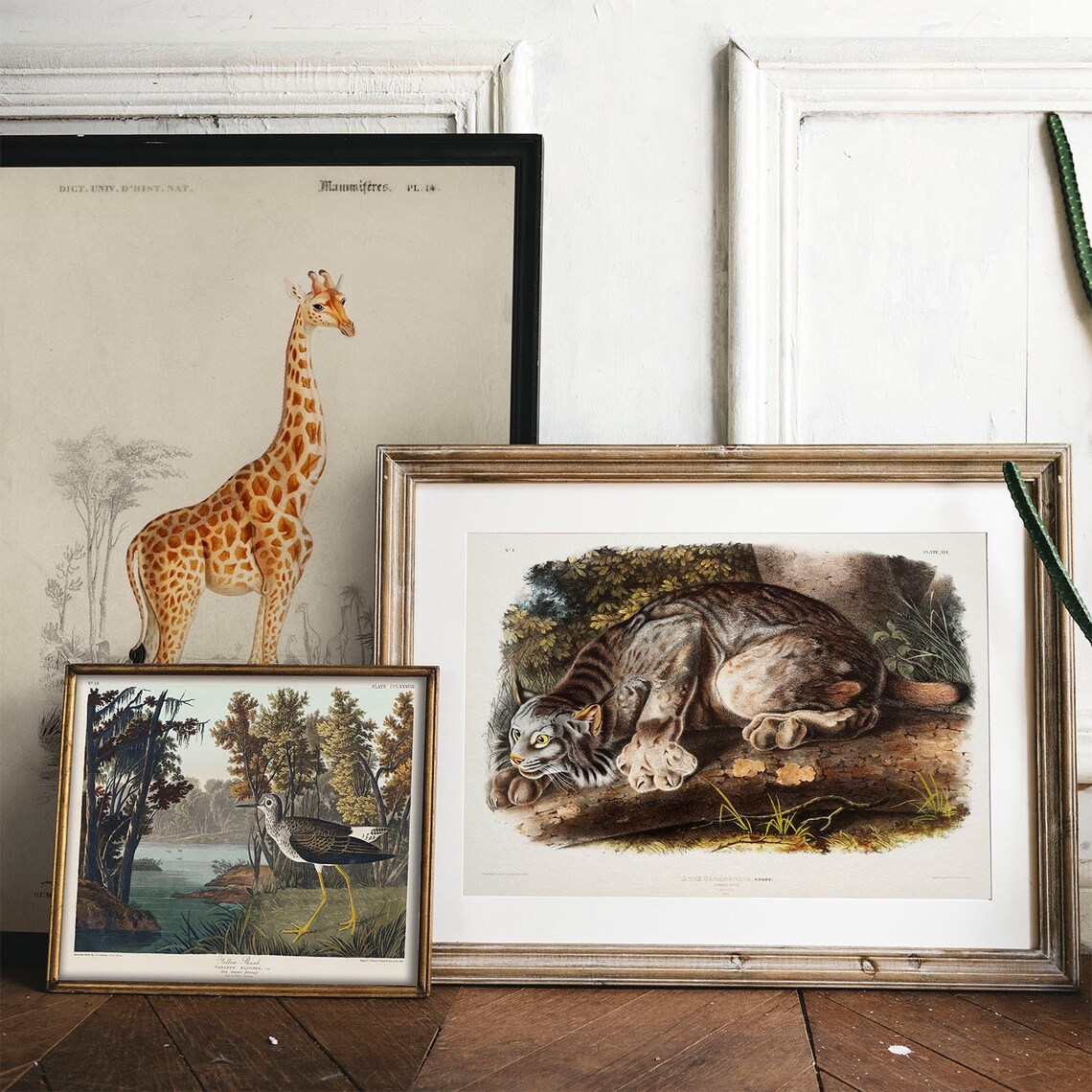 Canada Lynx Antique Animal Painting Vintage Art Print - Image 2