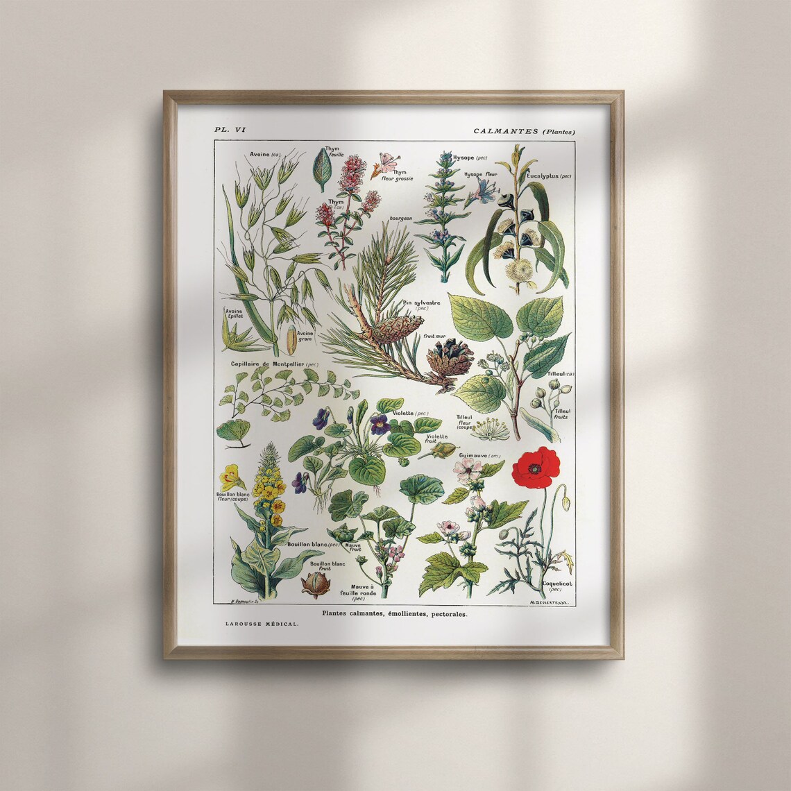 Vintage Botanical Art Print, 1912 Larousse