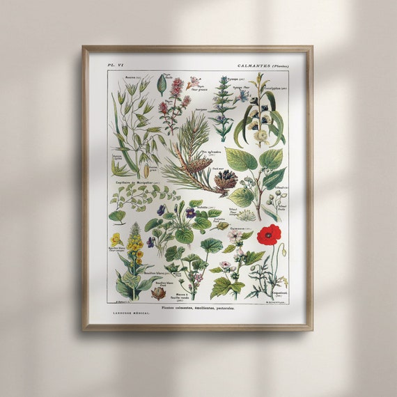 Vintage Botanical Art Print, 1912 Larousse