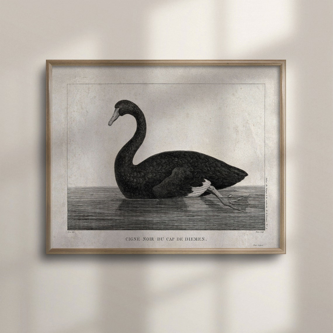 Black Swan Art Print Vintage Bird Print Wall Decor Bird Art Vintage Art Swan Drawing Vintage Bird Art Swan Art Swan Print C16 690