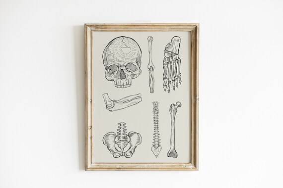 Skull And Bones Vintage Anatomical Illustration Halloween Poster