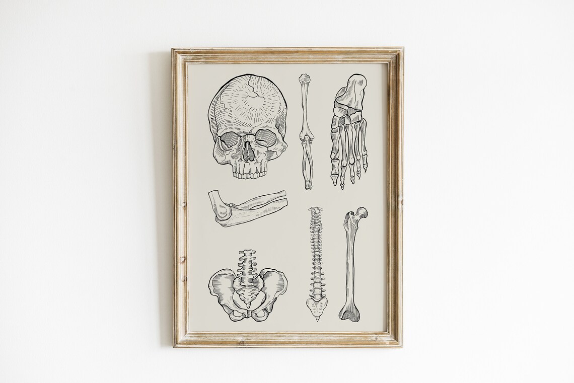 Skull And Bones Vintage Anatomical Illustration Halloween Poster