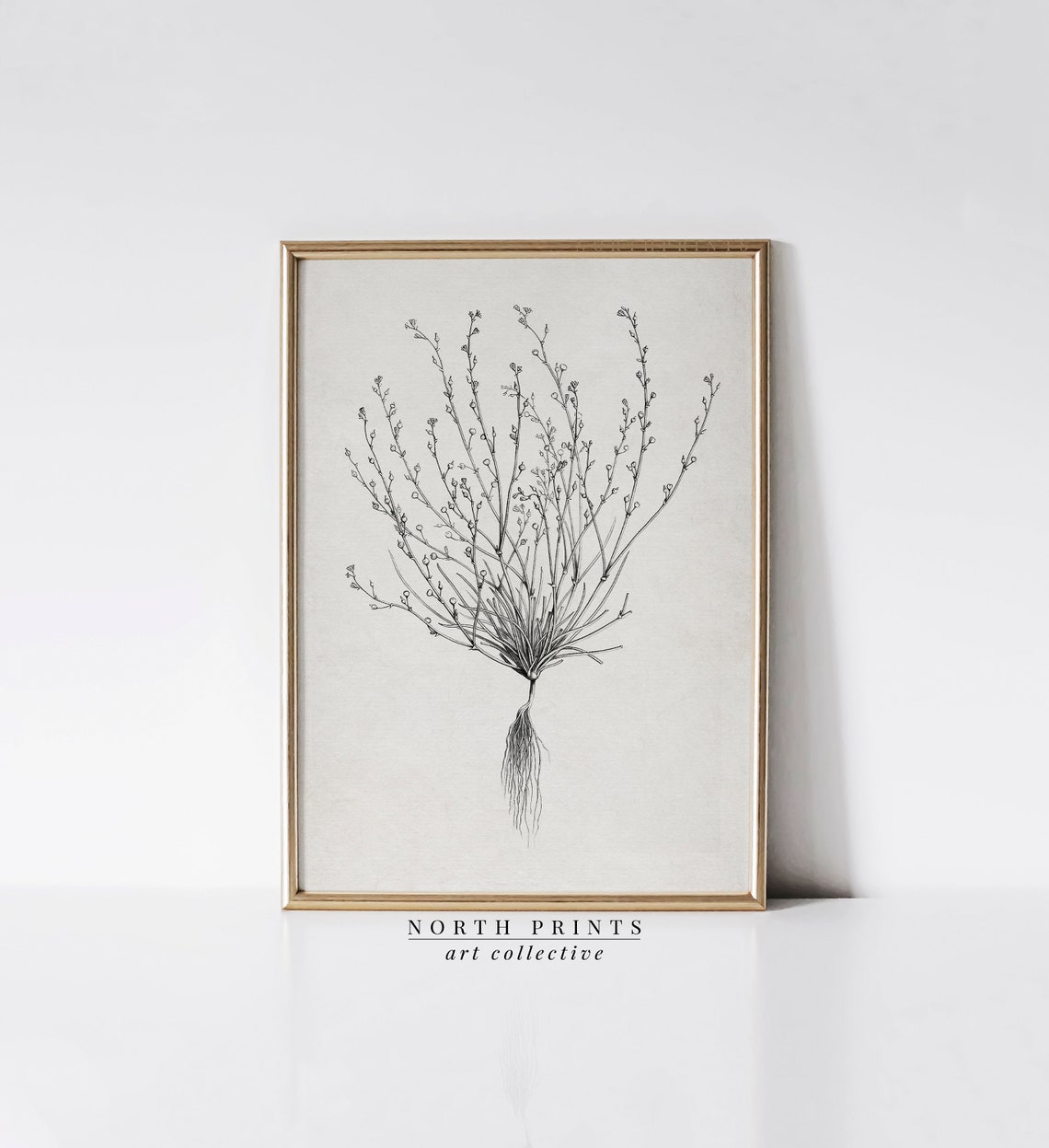 Minimalist Antique Botanical Ink Sketch Wispy Plant Roots Poster - Image 4