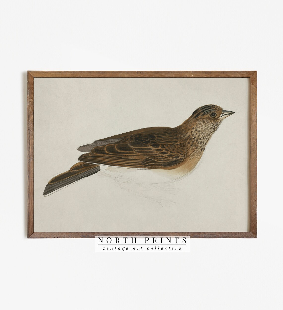 Antique Bird Print, Rustic Farmhouse Decor