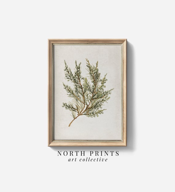 Rustic Botanical Winter Country Art Print