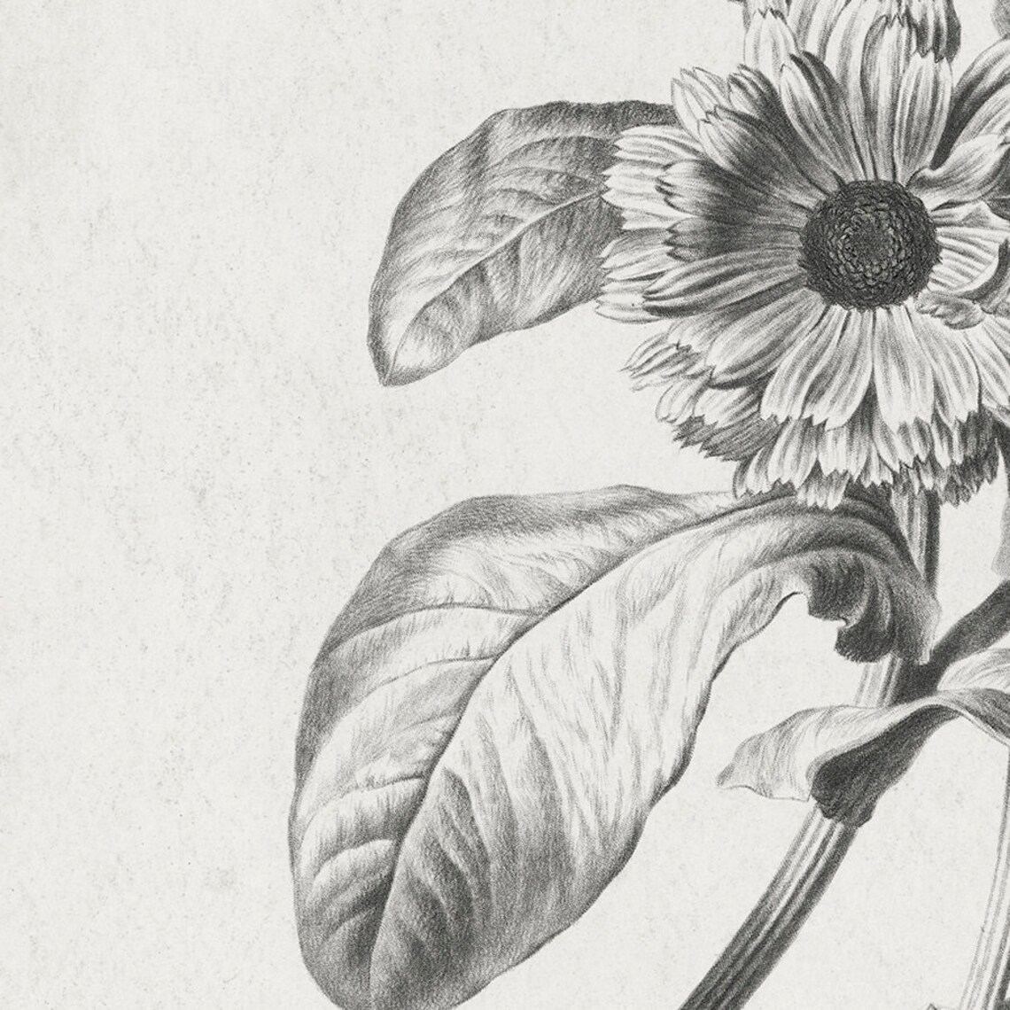 Vintage Grayscale Flower Sketch Antique Botanical Line Art Print - Image 2