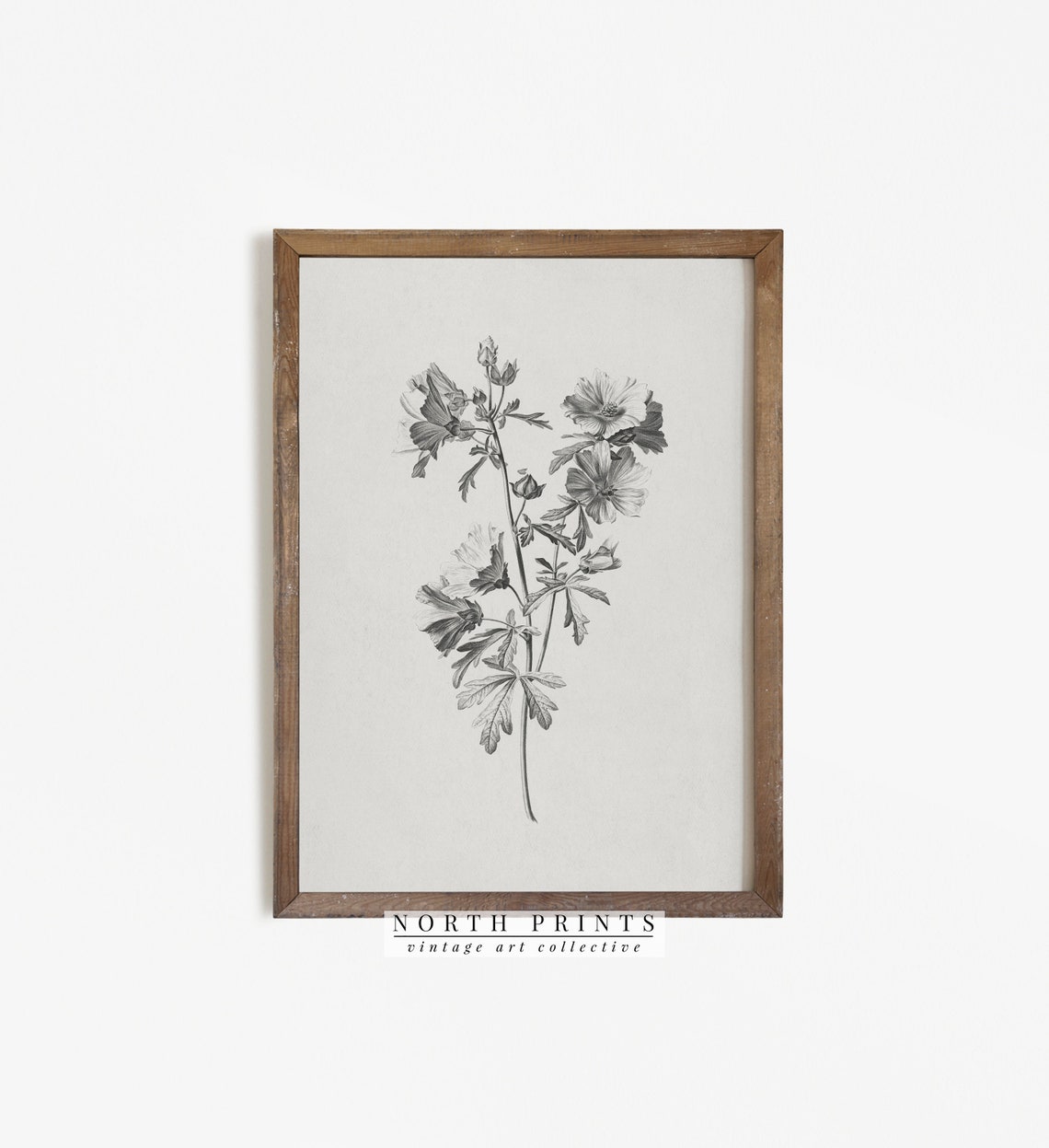 Vintage Grayscale Mallow Flower Sketch Botanical Study Art Print