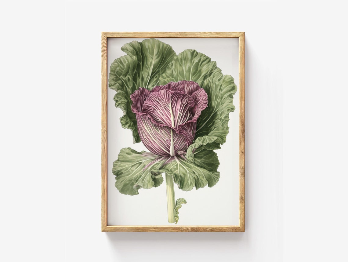 Red Cabbage Botanical Watercolor Rustic Kitchen Decor Poster