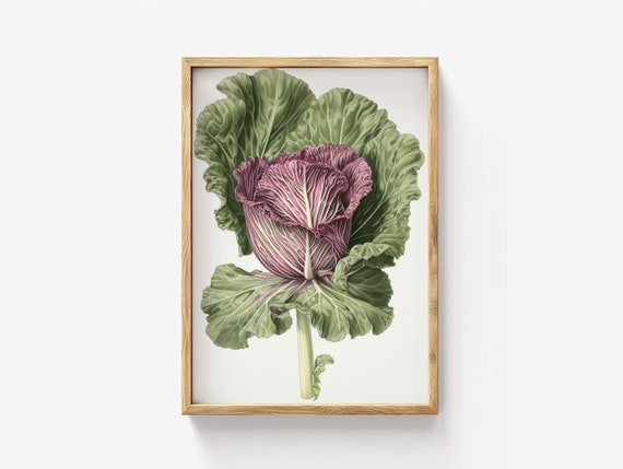 Red Cabbage Art Vibrant Botanical Kitchen Decor Rustic Vegetable Poster Purple Leafy Food Print