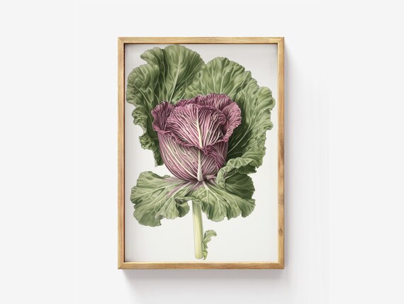 Red Cabbage Botanical Watercolor Rustic Kitchen Decor Poster