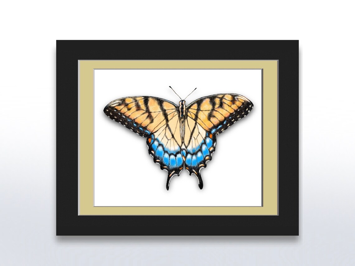 Swallowtail Butterfly Yellow Black Blue Wings On White Poster