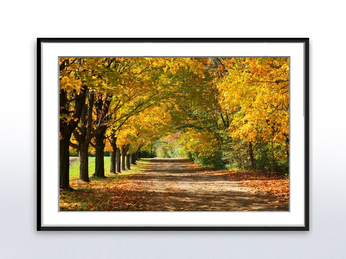 Golden Maple Tree Lined Autumn Lane with Fallen Leaves Photo Poster