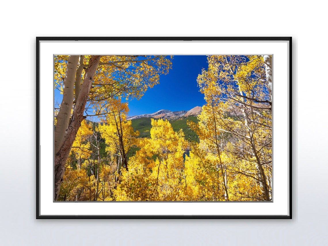 Golden Aspen Grove Beneath a Bright Blue Autumn Sky Photo Poster
