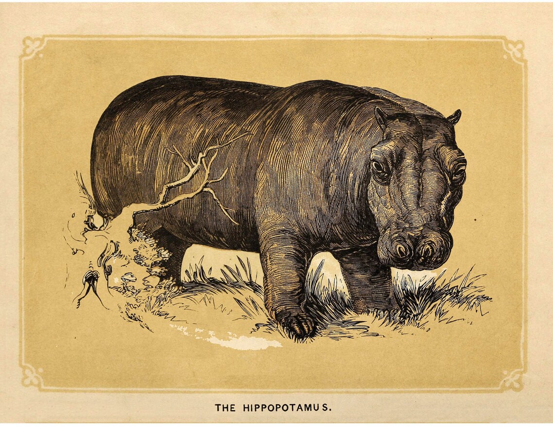Hippopotamus Vintage Print