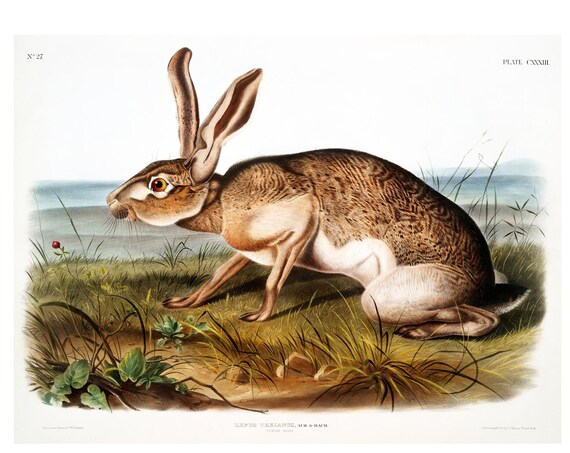 Rabbit Antique Lithograph Art Print