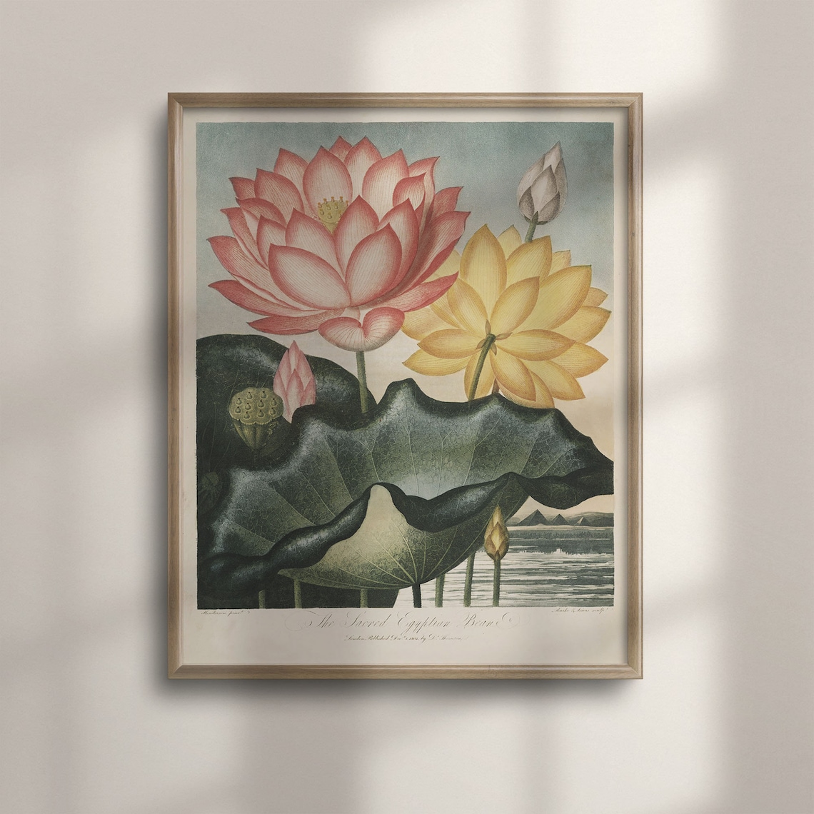 Vintage Sacred Lotus Botanical Illustration Pink Yellow Flowers Poster