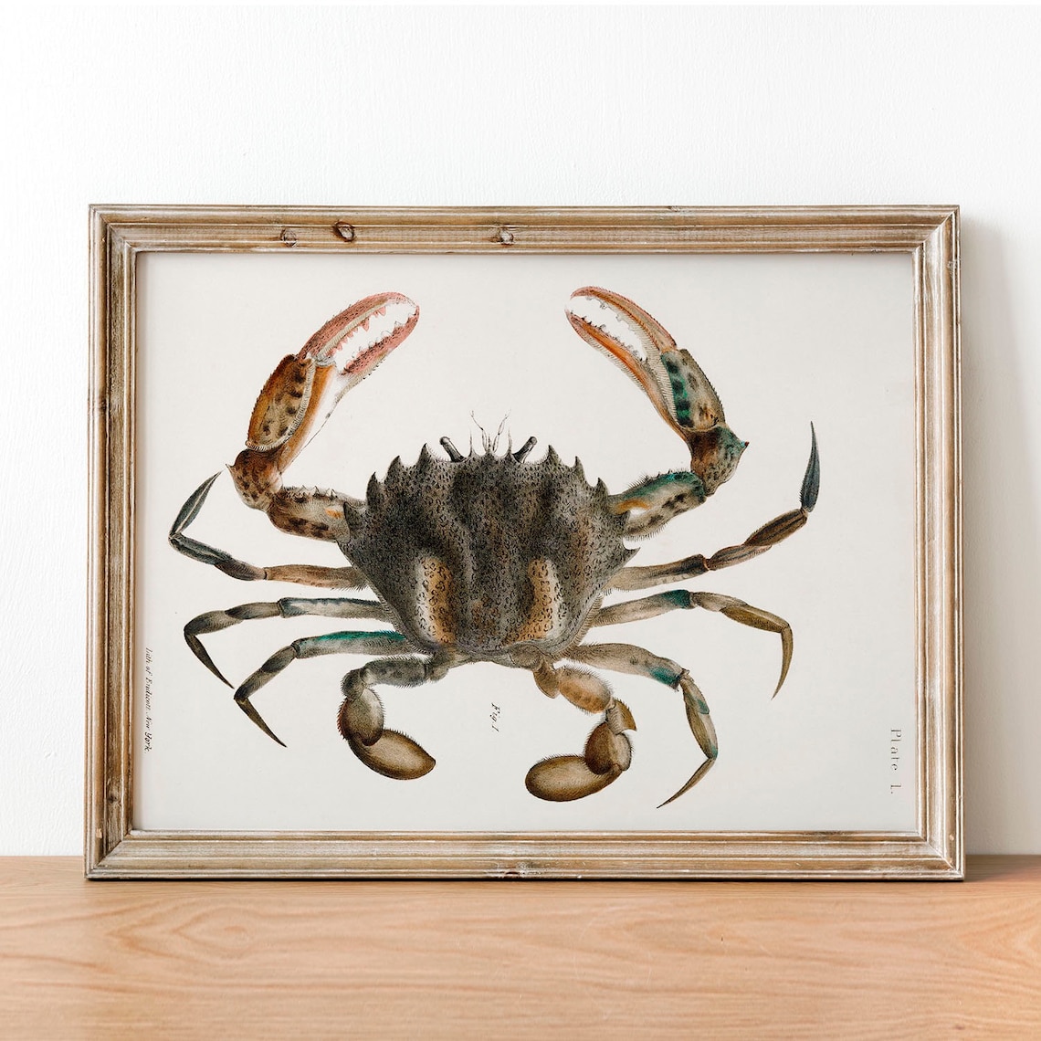 Vintage Crab Illustration Art Print, Fishing Decor