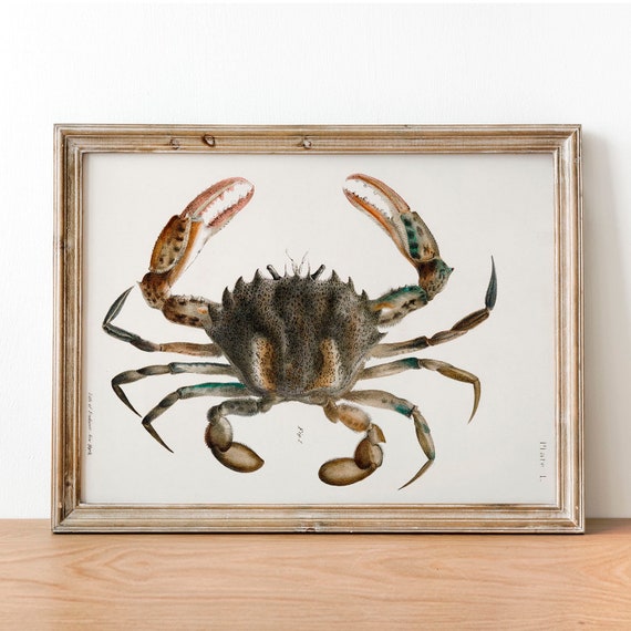 Vintage Crab Illustration Art Print, Fishing Decor