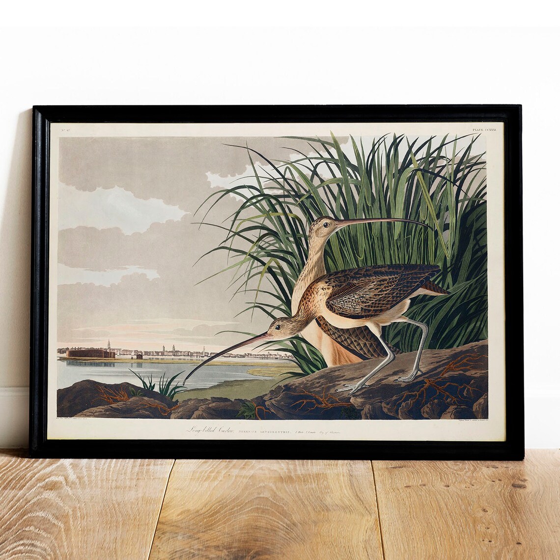Curlew Antique Bird Painting Vintage Drawing Art Print