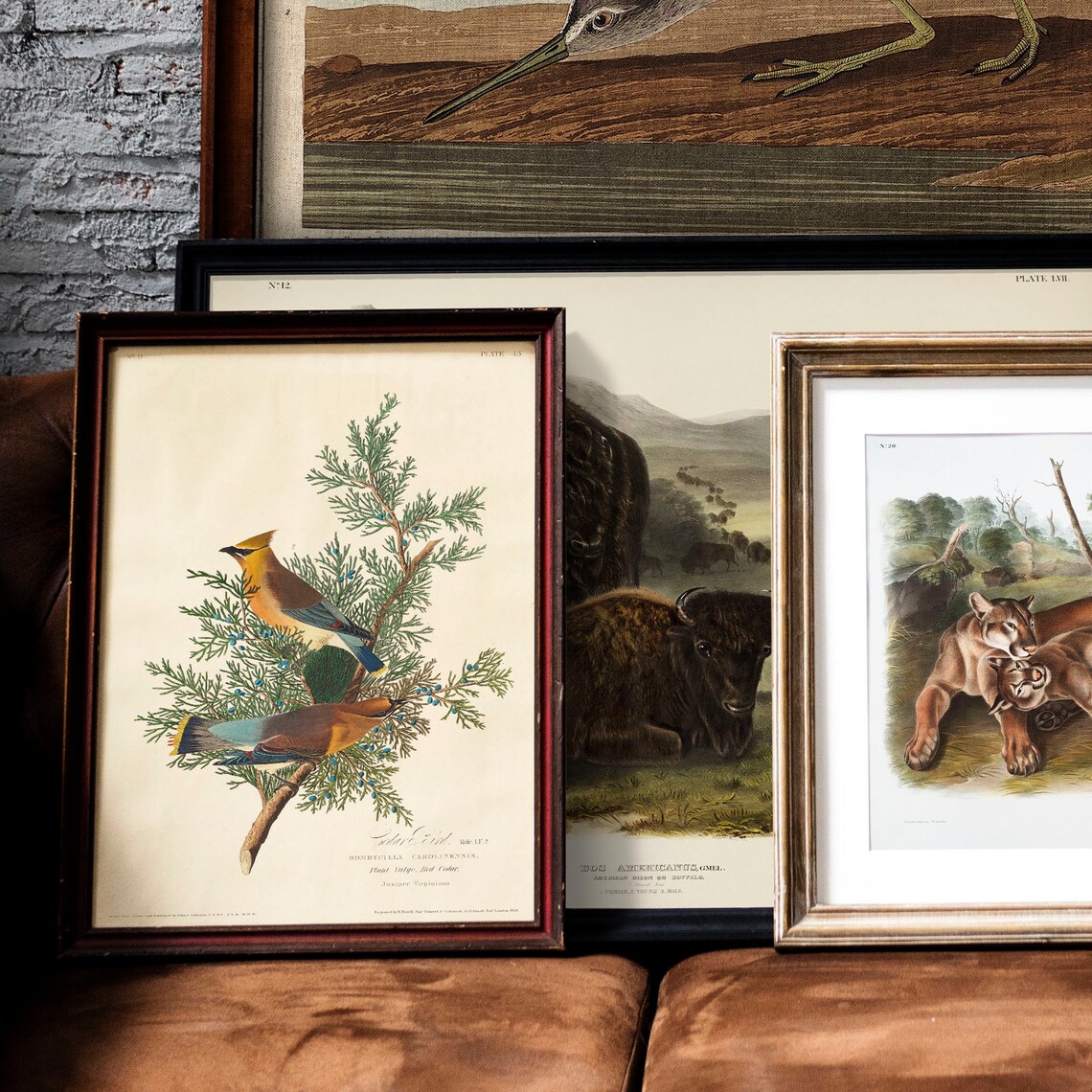 Cedar Bird Antique Vintage Drawing Art Print - Image 2