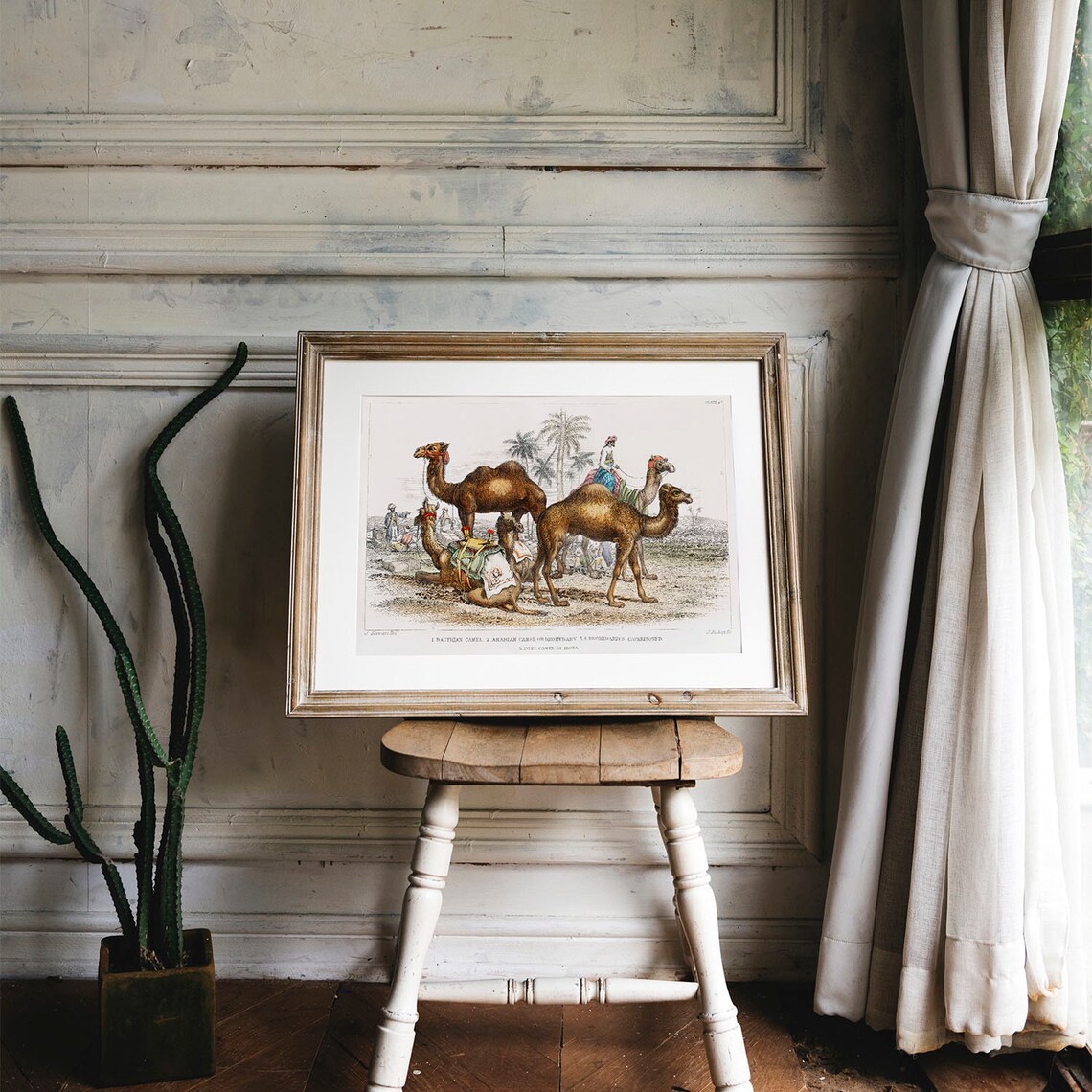 Camel Collection Vintage Animal Art Print - Image 4