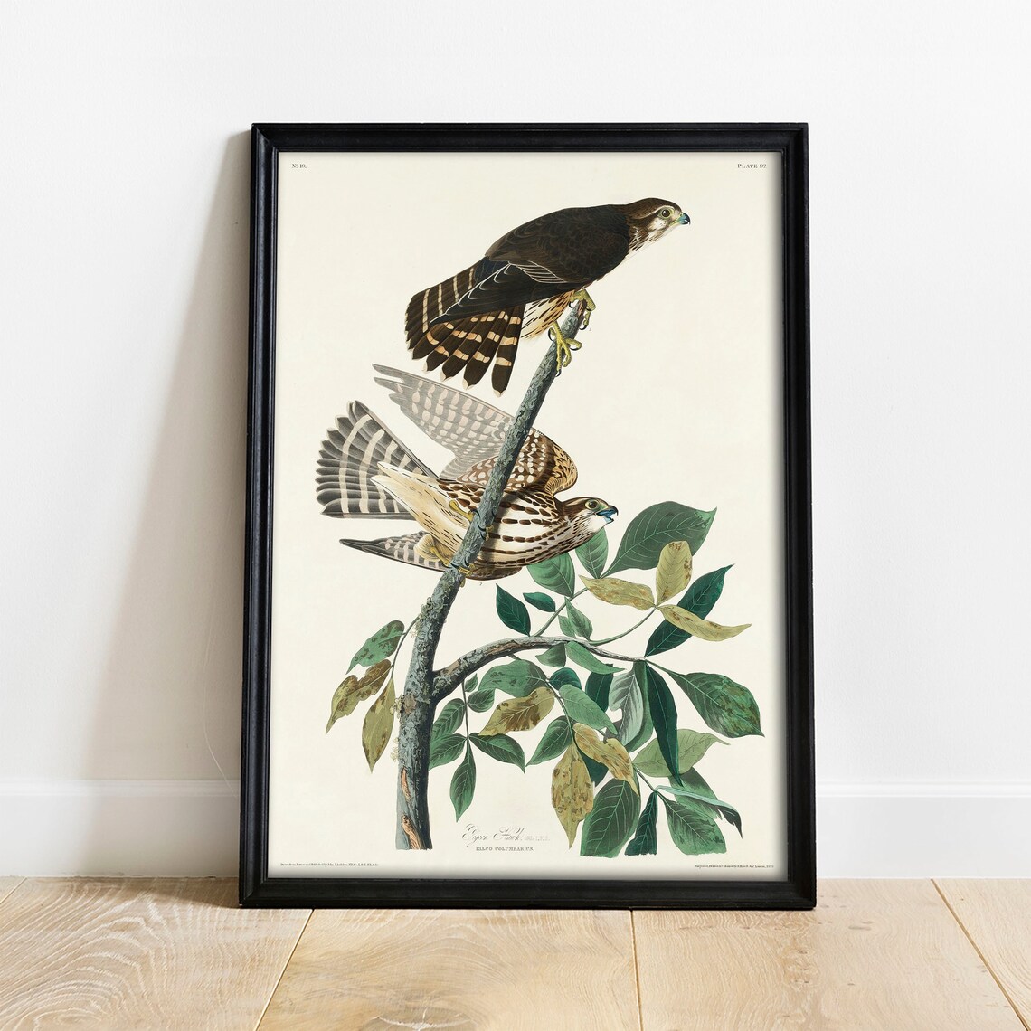 Hawk Antique Bird Painting Vintage Drawing Poster