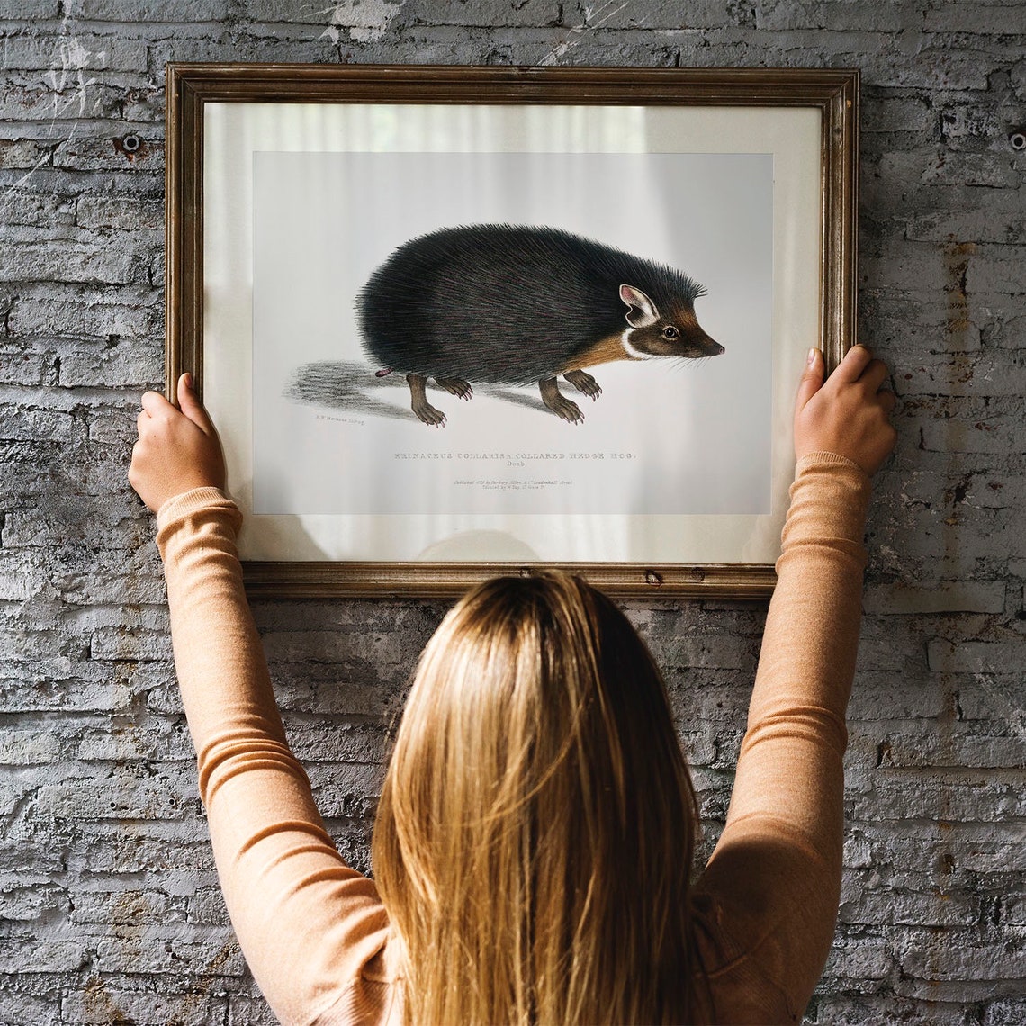 Collared Hedgehog Vintage Natural History Illustration Poster - Image 3