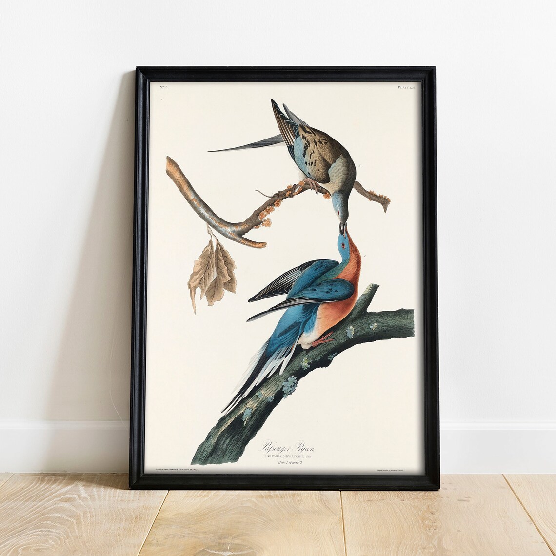 Passenger Pigeon Vintage Bird Illustration Art Print