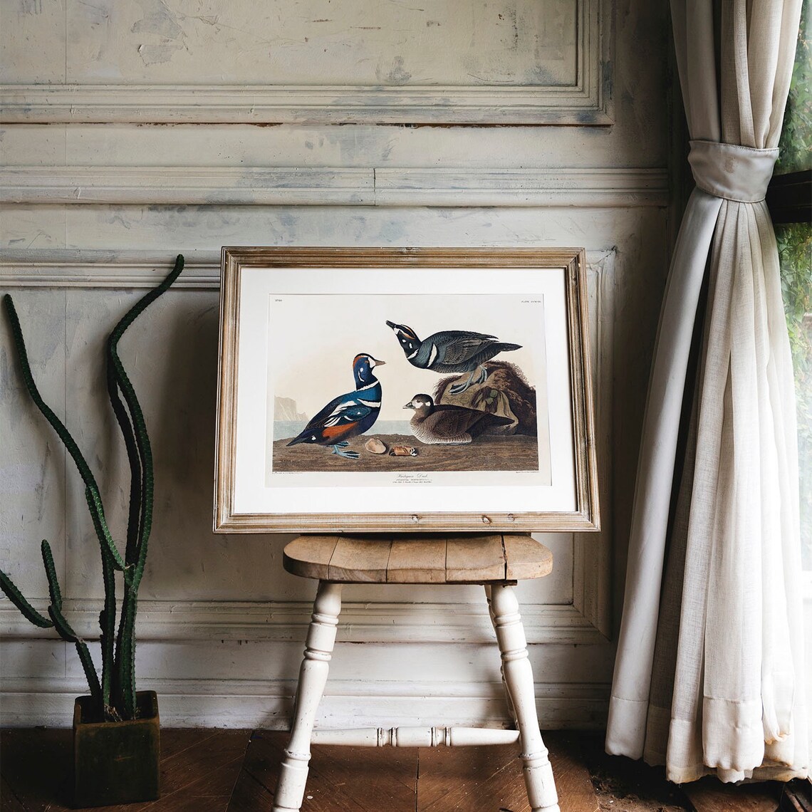 Harlequin Duck Vintage Bird Illustration Art Print - Image 4