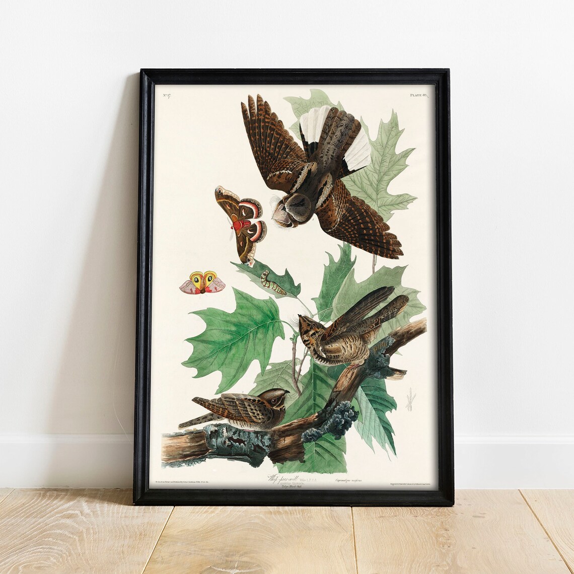 Whip Poor Will Antique Bird Drawing, Nature Print