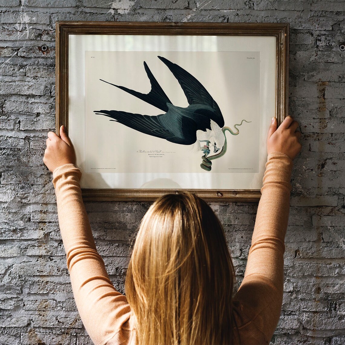 Vintage Hawk Bird Print, Antique Botanical Drawing - Image 3