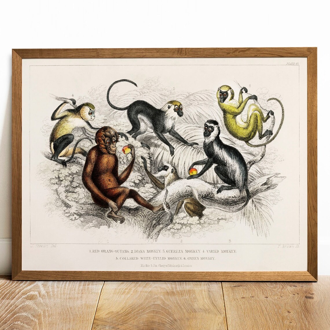 Monkey Collection Vintage Animal Art Print