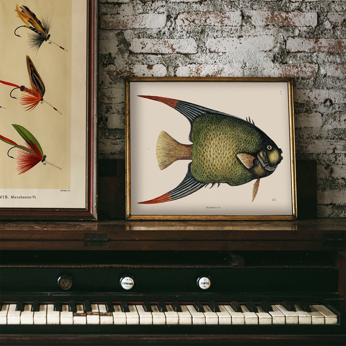 Antique Angelfish Fish Engraving Vintage Tropical Aquarium Art Poster - Image 4