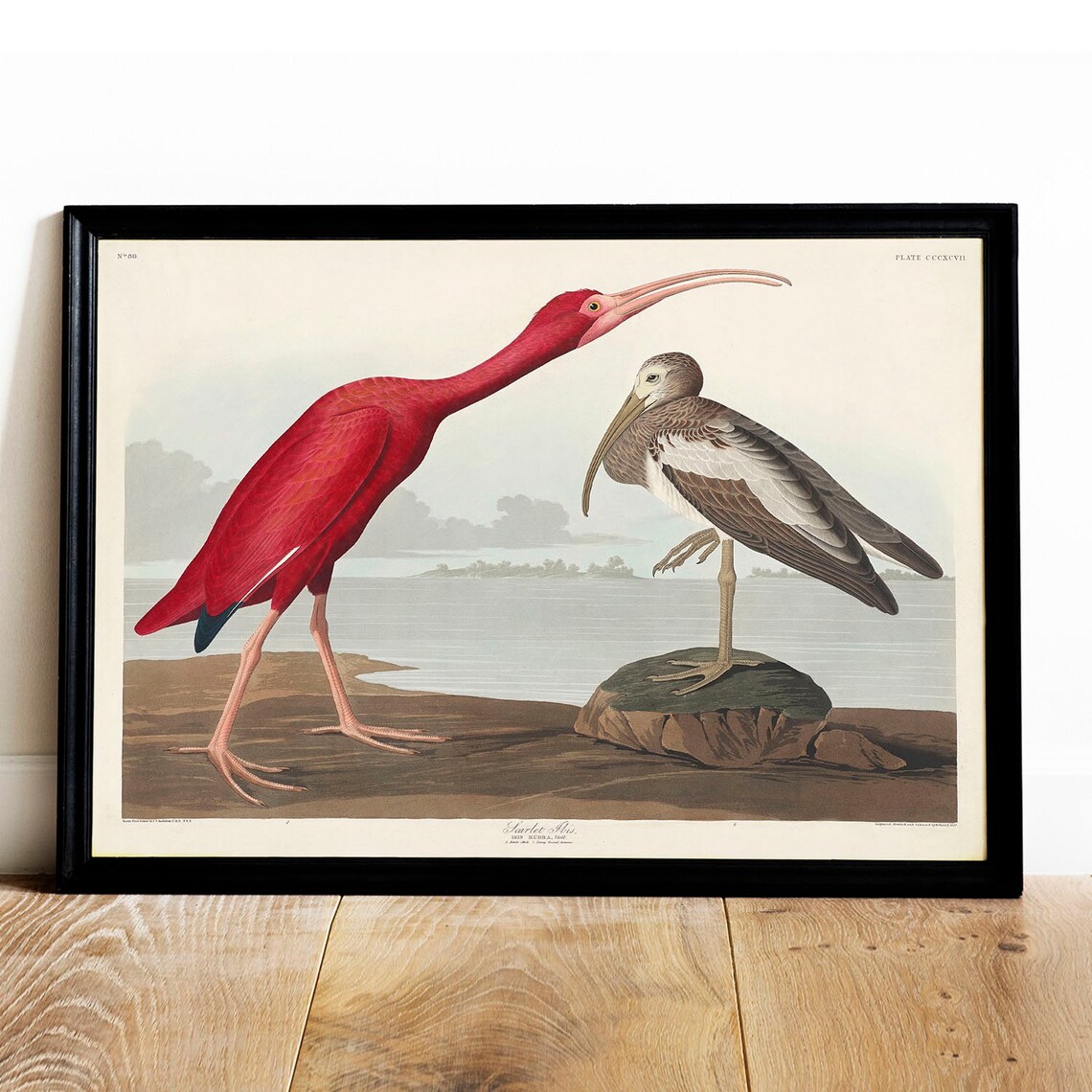 Scarlet Ibis Vintage Bird Drawing Art Print