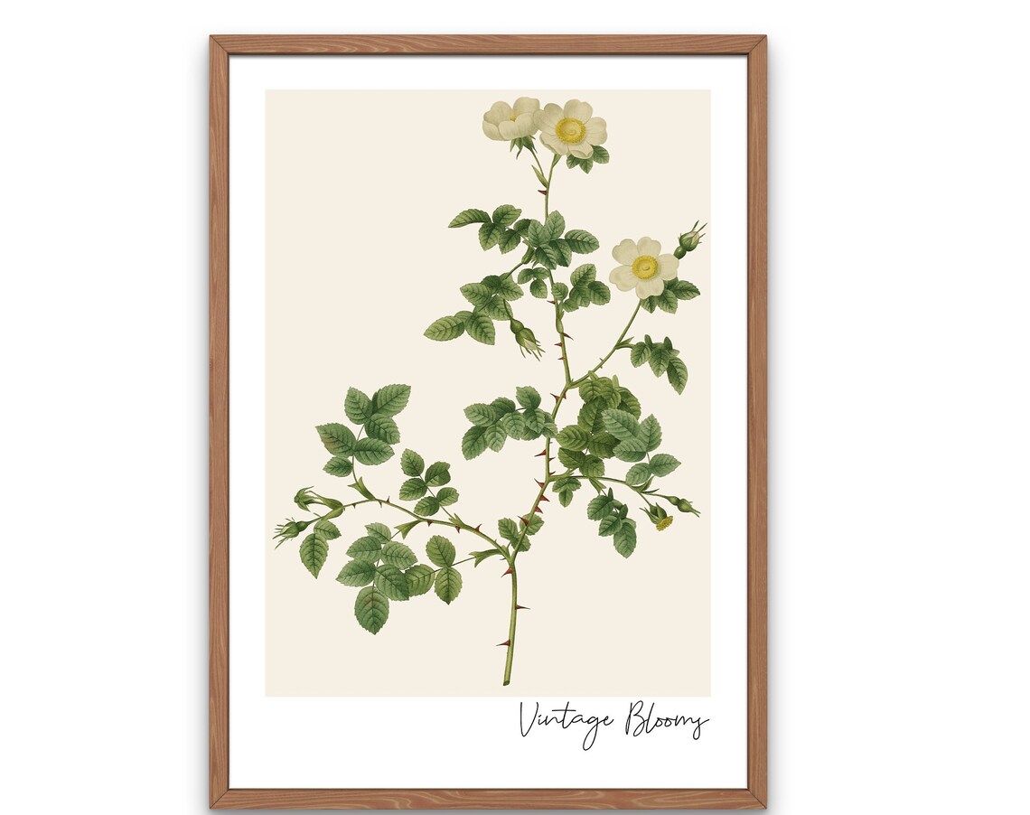 Vintage Blooms White Rose Botanical Antique Wildflower Poster